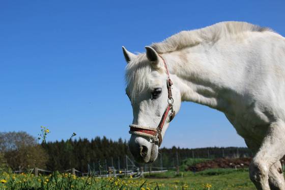 Weißes pferd auf Wiese  (Foto: DasLeitner-Narnhoferwirt / Karin Leitner)