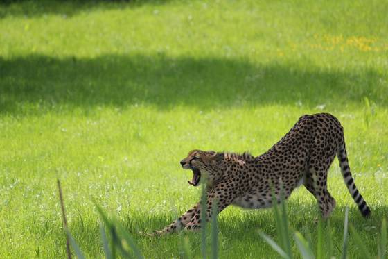 Gepard in der Wiese (Foto: Tierwelt Herberstein)