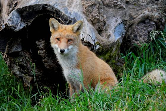 Fuchs im Wildpark Mautern (Foto: Werner Pleiner)