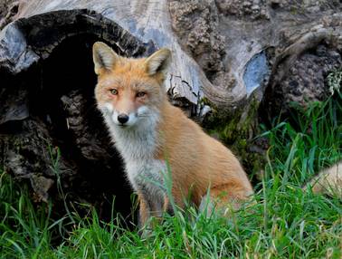 Fuchs im Wildpark Mautern (Foto: Werner Pleiner)
