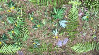 Landart-Galerie im Wald