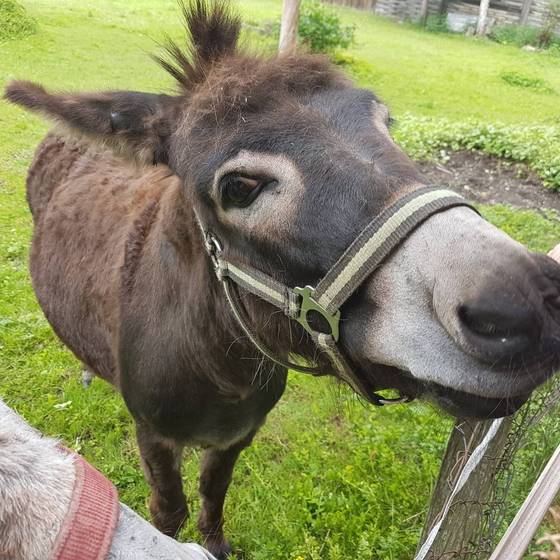 Esel aus dem Streichelzoo von Bliem's Famiienhotel wird gestreichelt