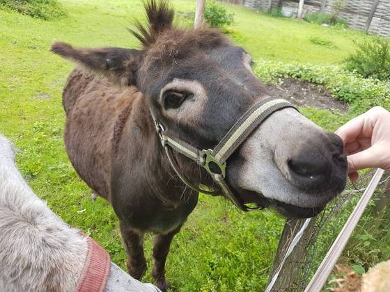 Esel aus dem Streichelzoo von Bliem's Famiienhotel wird gestreichelt