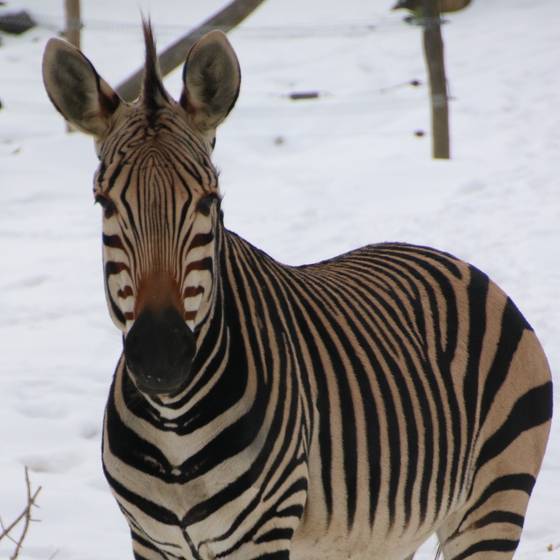 Zebra im Schnee, Tierwelt Herberstein