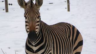 Tierwelt Herberstein
