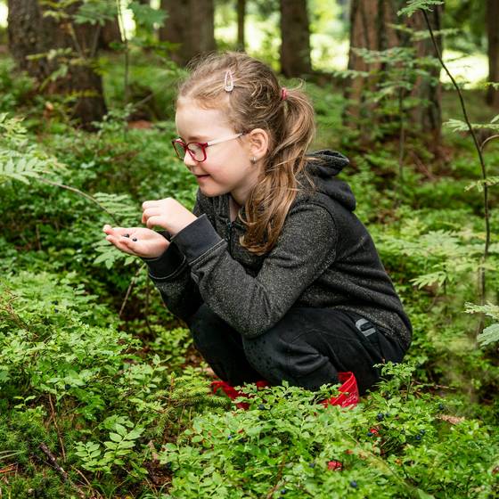 Heidelberen naschen im Wald (Foto: Orthofer/Maria Schweighofer)