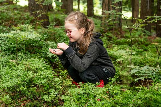 Heidelberen naschen im Wald (Foto: Orthofer/Maria Schweighofer) Heidelberen naschen im Wald (Foto: Orthofer/Maria Schweighofer)