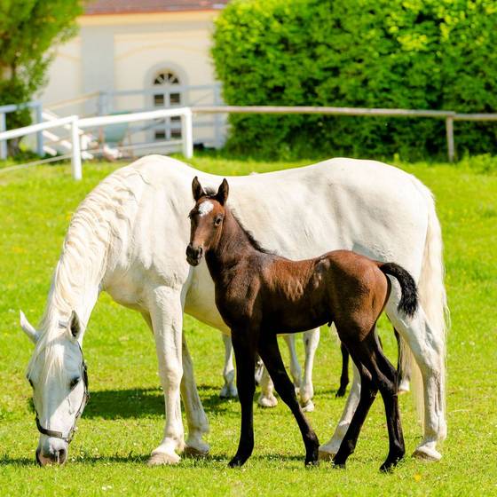 Lipizzanerstute mit Fohlen (Foto: Tourismusregion Graz(Mias Photoart)