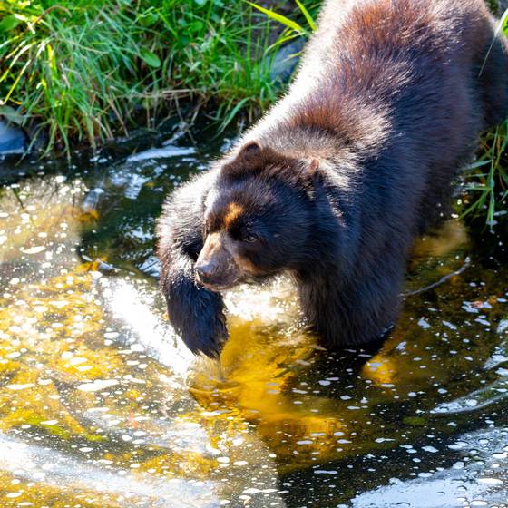 Brillenbär am Teich, Tierwelt Herberstein (Foto: Harry Schiffer)