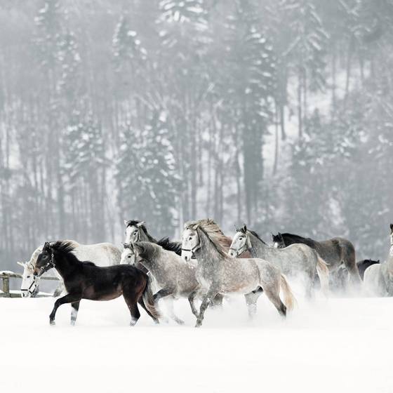 Lipizzaner im Schnee (Foto: Spanische Hofreitschule Lipizzanergestüt Piber GöR/Rene van Bakel)