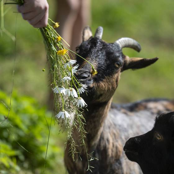 Kind füttert Ziege mit Wiesenblumen