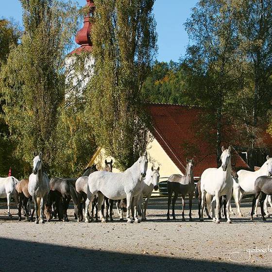 Stutenherde (Spanische Hofreitschule-Lipizzanergestuet Piber)