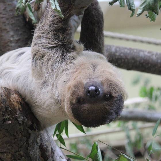 Hängendes Faultier (Foto: Tierwelt Herberstein)