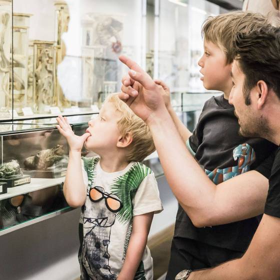 Naturhistorisches Museum im Stift Admont (Foto: Thomas Sattler)