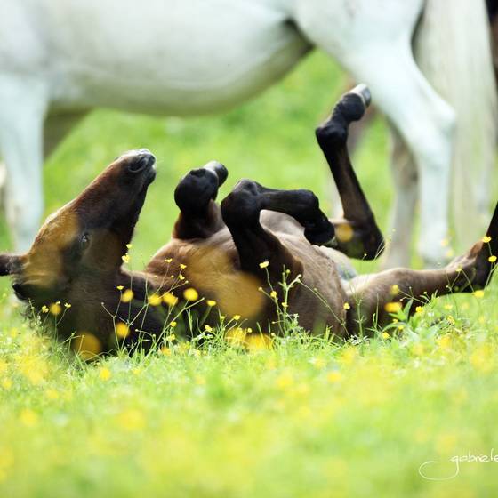 Lipizzanerfohlen (Lipizzanergestüt Piber, Foto: Gabrielle Boiselle)