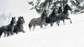 Spanische Hofreitschule-Lipizzanergestüt Piber