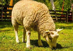 Oster-Special - Kinderhotel Appelhof