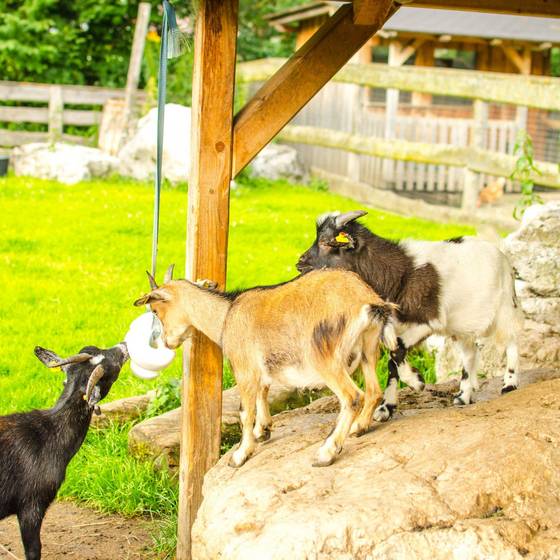 Streichelzoo mit Ziegen, Kinderhotel Appelhof (Foto: Michael Appel)