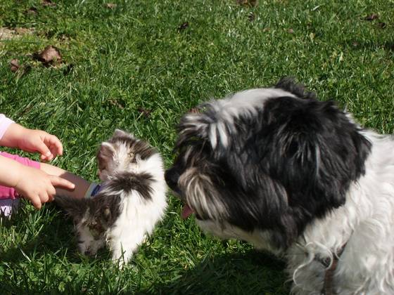 Hund Furby, Familienhotel Berger