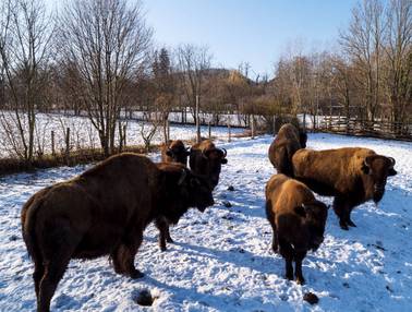 Bisongehege (Foto: Tierwelt Herberstein)
