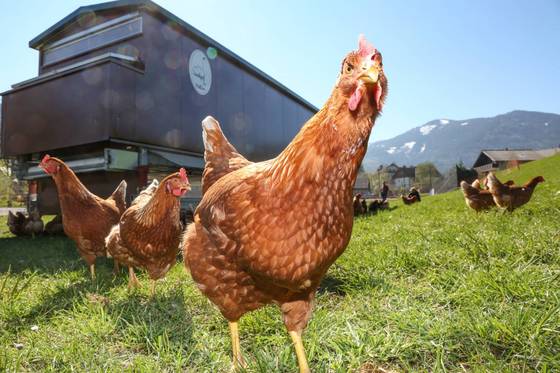 Fahrbarer Hühnerstall, Landhotel Gut Puttererseehof