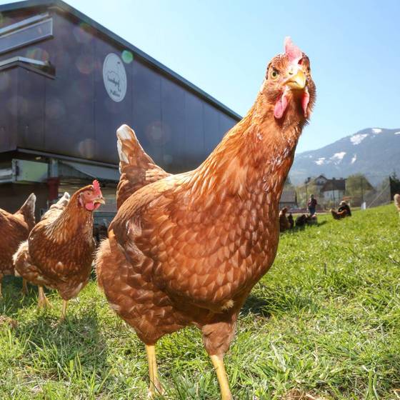 Fahrbarer Hühnerstall, Landhotel Gut Puttererseehof