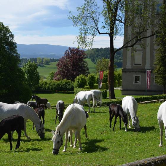 Lipizzaner auf der Wiese (Spanische Hofreitschule-Lipizzanergestuet Piber)