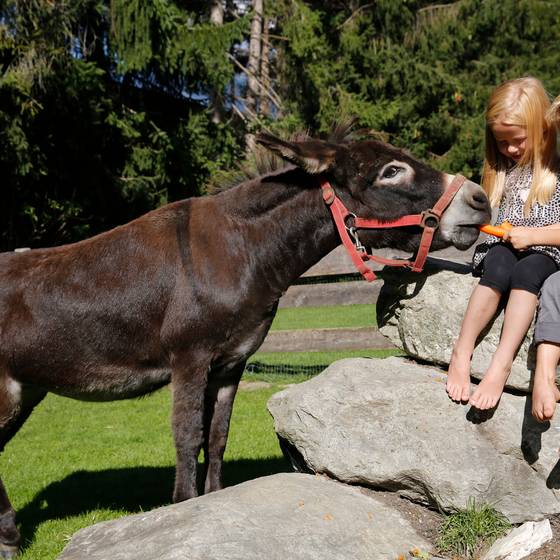 Kinder beim Eselfüttern (Foto: Herbert Raffalt)