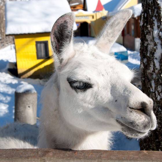 Lama im Winter, Kinderhotel Appelhof