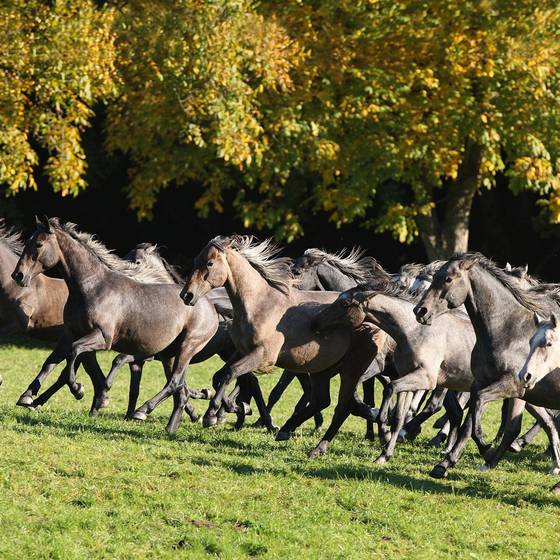 Lipizzanerherde im Herbst (Spanische Hofreitschule-Lipizzanergestüt Piber)