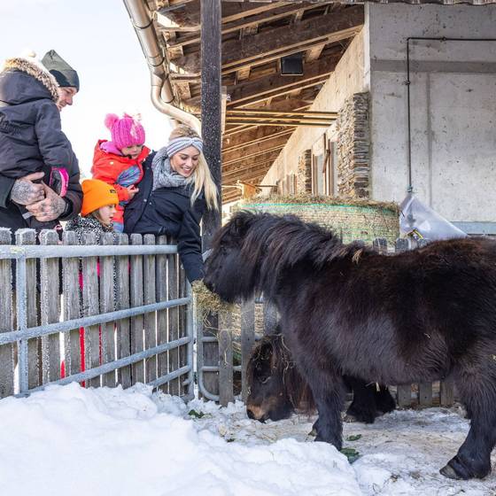 Ponyfütterung im Winter (Foto: PhotoAustria)