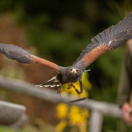 Greifvogelflugschau am Wilden Berg Mautern (Foto: Tintimax-Photography)