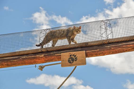 Catwalk am Wilden Berg Mautern (Foto: Herfried Marek)