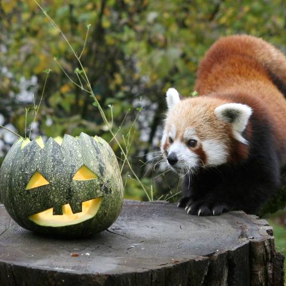 Panda und Helloween-Kürbis (Foto: Tierwelt Herberstein)