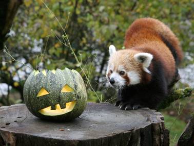 Panda und Helloween-Kürbis (Foto: Tierwelt Herberstein)