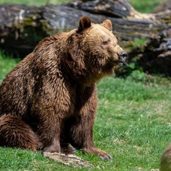 Bär im Alpentierpark "Wilder Berg Mautern" (Foto: Harald Steiner)